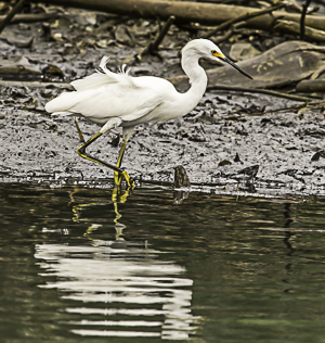 Blue Herron (white phase), Indian River, Dominica